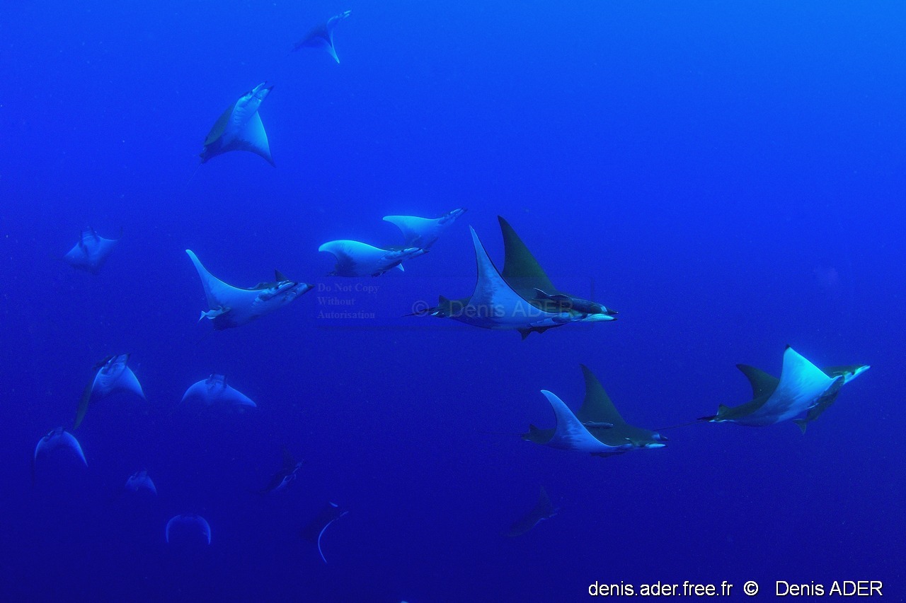 Mobula tarapacana diable de mer-Acores St Maria Ambrosio-8m-20170820-Denis-ADER-DSC_9564_tn_tn.jpg
